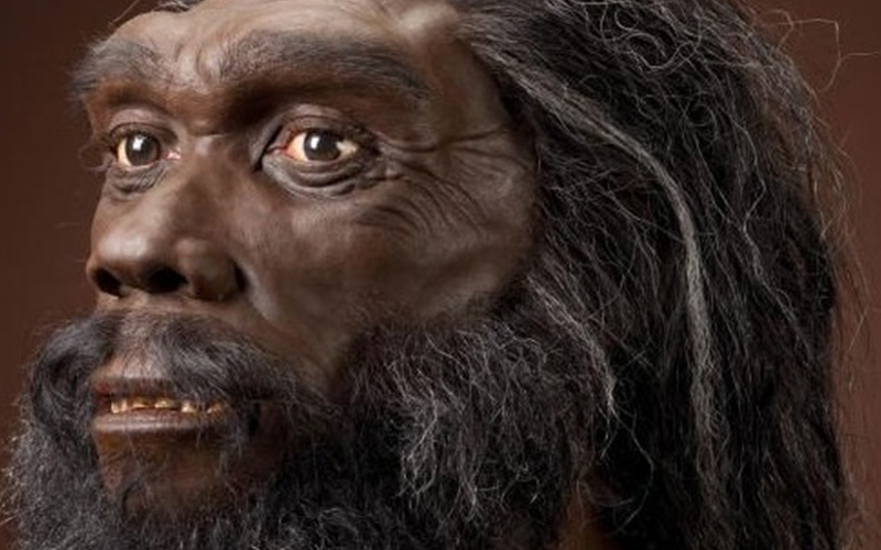 L'evoluzione del Genere Homo