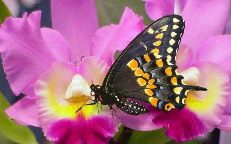 Laboratorio sugli Insetti (entomologia)